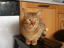 Ocicat DK Betonica's Samson ''Ozzy''