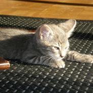 Blanding af racer Bandit