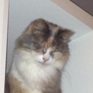 Norsk Skovkat Rizlan