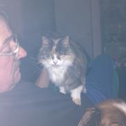 Norsk Skovkat Rizlan