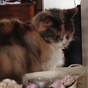 Norsk Skovkat Rizlan