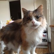 Norsk Skovkat Rizlan