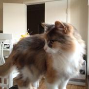 Norsk Skovkat Rizlan