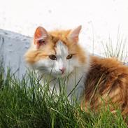 Maine Coon Charlie