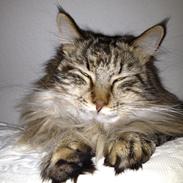 Maine Coon Armani