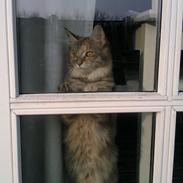 Maine Coon Jessie