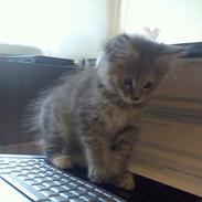 Maine Coon Jessie