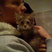 Maine Coon Jessie