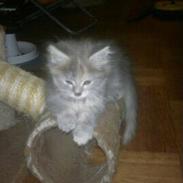 Maine Coon Jessie