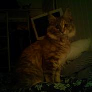 Maine Coon Jessie