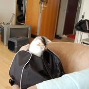Huskat Knirke