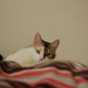Huskat Knirke