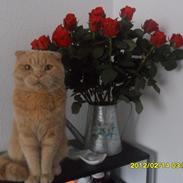 Scottish Fold Baileys