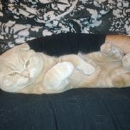 Scottish Fold Baileys