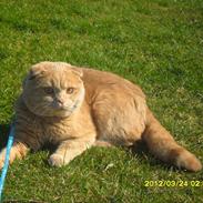 Scottish Fold Baileys