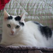 Huskat Vuffy (R.I.P)