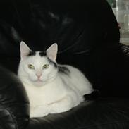 Huskat Vuffy (R.I.P)