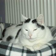 Huskat Vuffy (R.I.P)