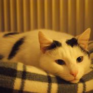 Huskat Vuffy (R.I.P)