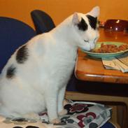 Huskat Vuffy (R.I.P)