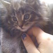 Blanding af racer Boris