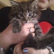 Blanding af racer Boris