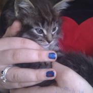 Blanding af racer Boris