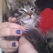 Blanding af racer Boris