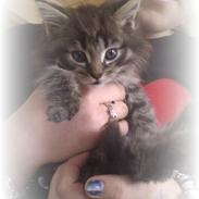 Blanding af racer Boris