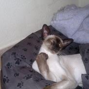 Siameser Skulds Bilay <3