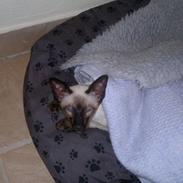 Siameser Skulds Bilay <3