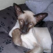 Siameser Skulds Bilay <3