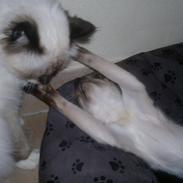 Siameser Skulds Bilay <3