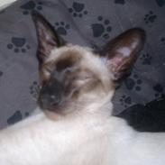 Siameser Skulds Bilay <3