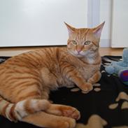 Blanding af racer Simba