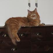 Maine Coon ozzy