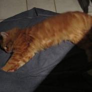 Maine Coon ozzy