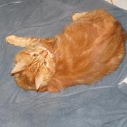 Maine Coon ozzy