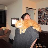 Maine Coon ozzy