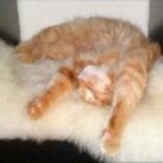 Maine Coon ozzy