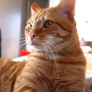 Blanding af racer Simba