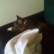 Blanding af racer Buster