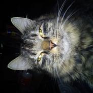 Blanding af racer askepot