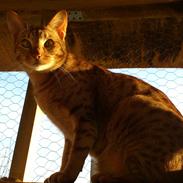 Ocicat DK Betonica's Samson ''Ozzy''