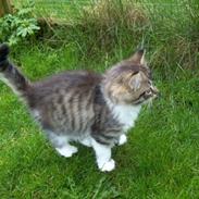 Maine Coon Terkel