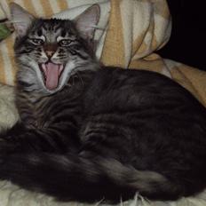 Norsk Skovkat Chico Belleza