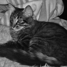 Norsk Skovkat Chico Belleza