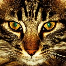 Norsk Skovkat Chico Belleza