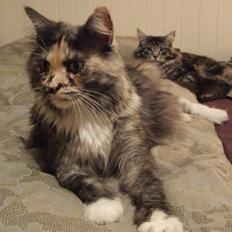 Maine Coon Struves Tilia