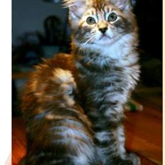 Maine Coon Mono